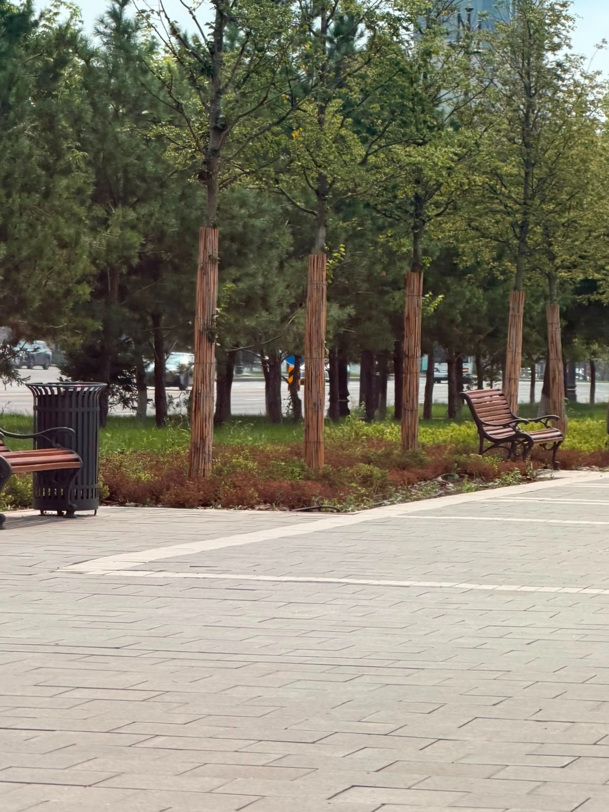 Камышовая защита молодых деревьев в городском парке Алматы